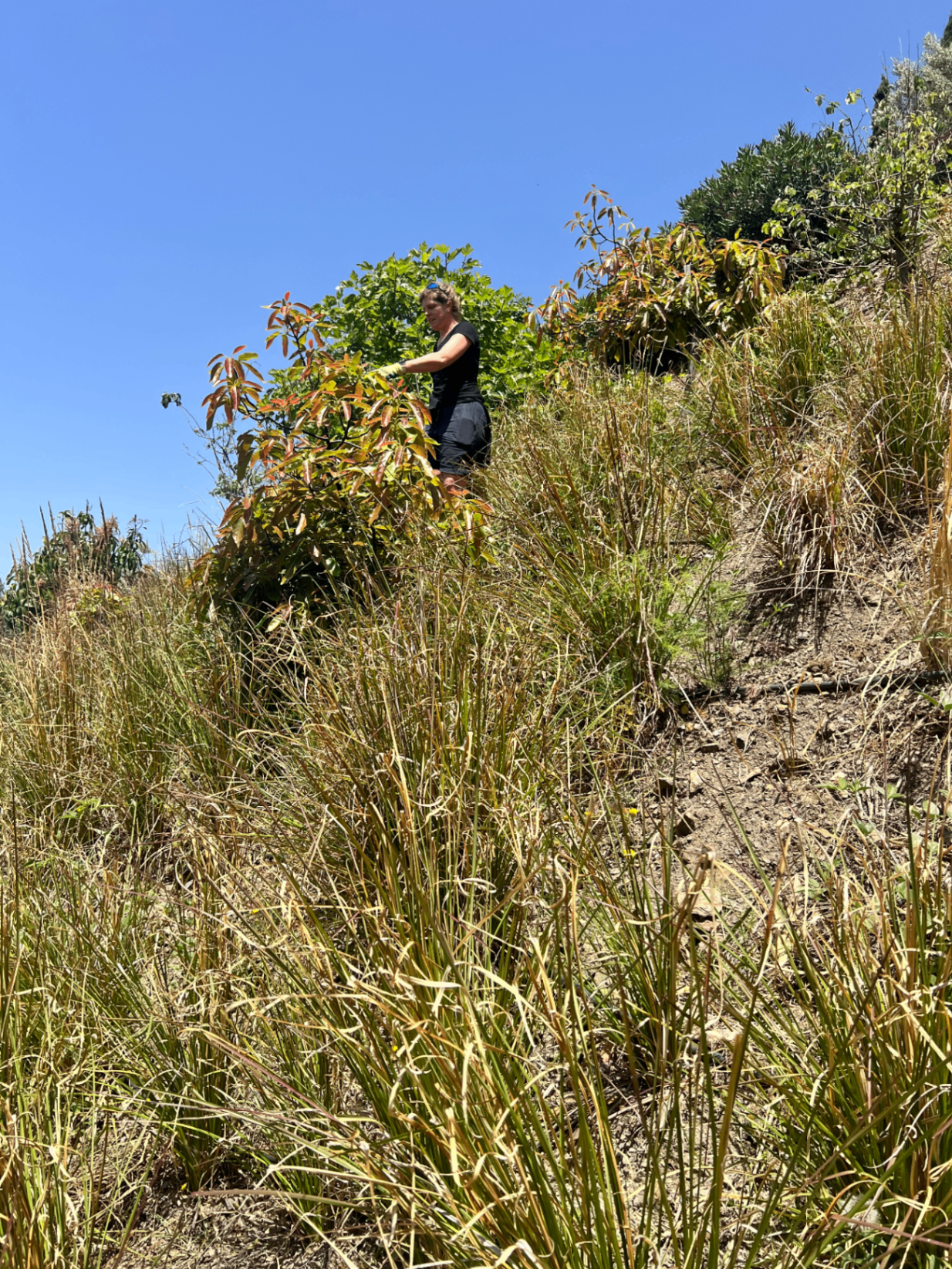 Susanne working on our slope