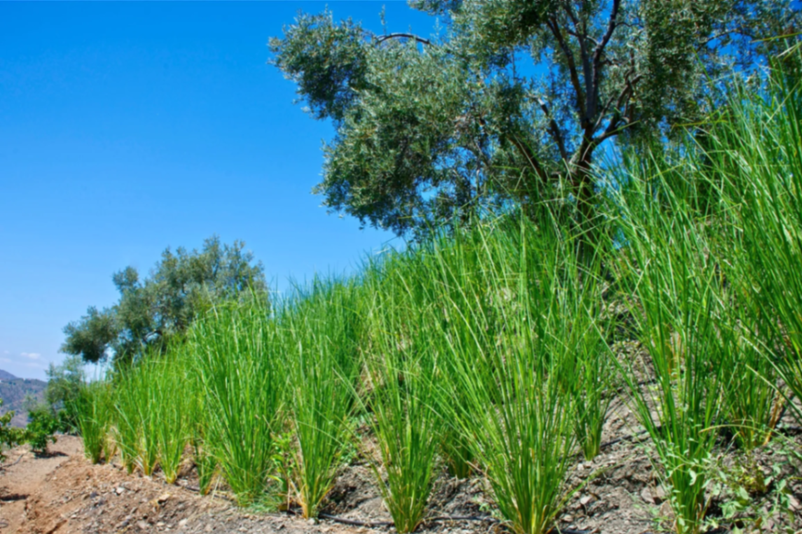 Vetiver on our hill
