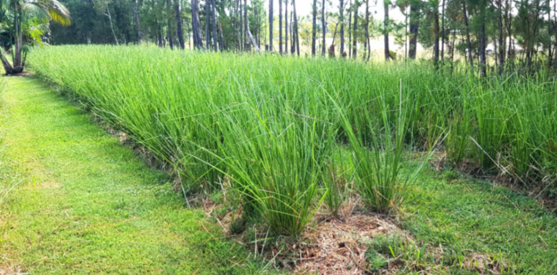 Vetiver used as an ornamental green screen in a garden