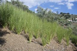 Tall vetiver hedge used as a windbreak along a field