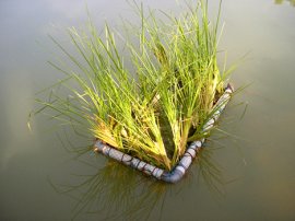 Vetiver growing in water as a natural purification system