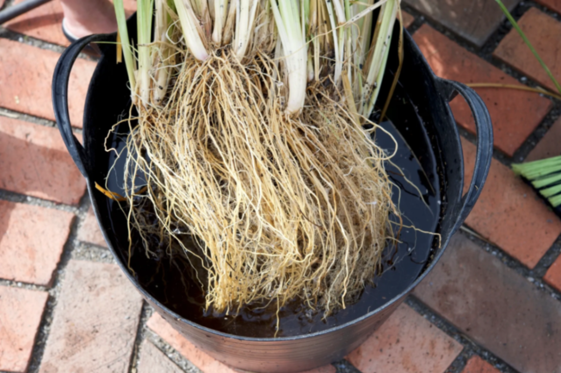 Bare-root plants soaking before shipment