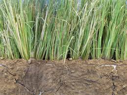 Vetiver roots exposed in soil showing deep carbon-storing root mass