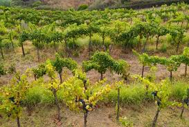 Vetiver rows between vineyard plants on a sunny slope